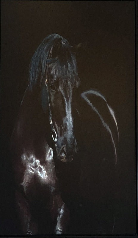 Unknown Painter    Black Stallion